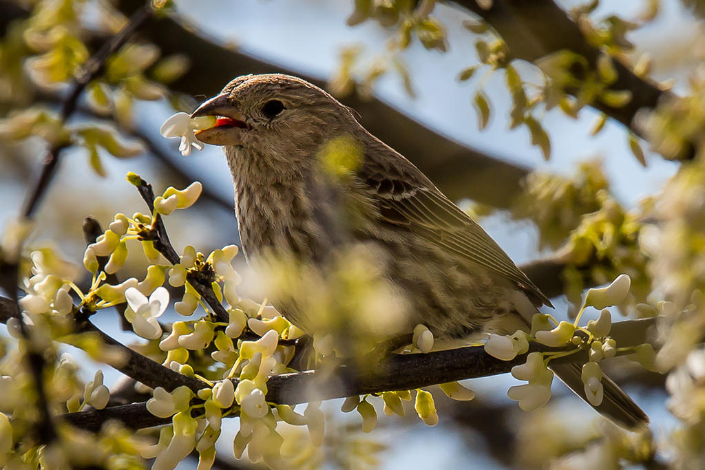 Observación de aves en el patio trasero con un zoom de superteleobjetivo