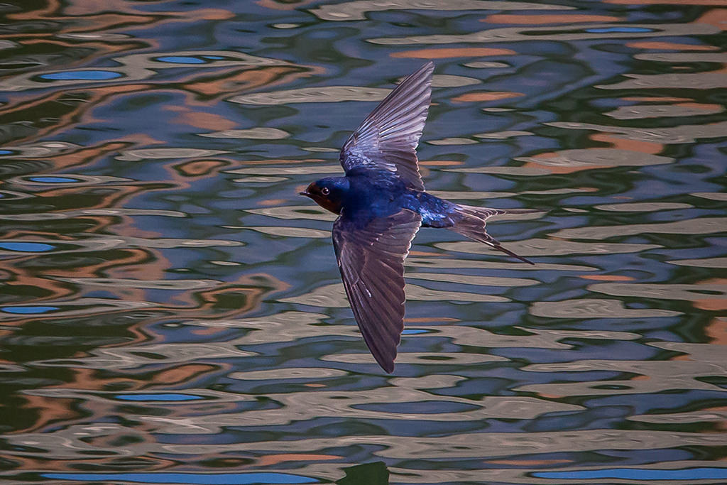 Observación de aves en el patio trasero con un zoom de superteleobjetivo