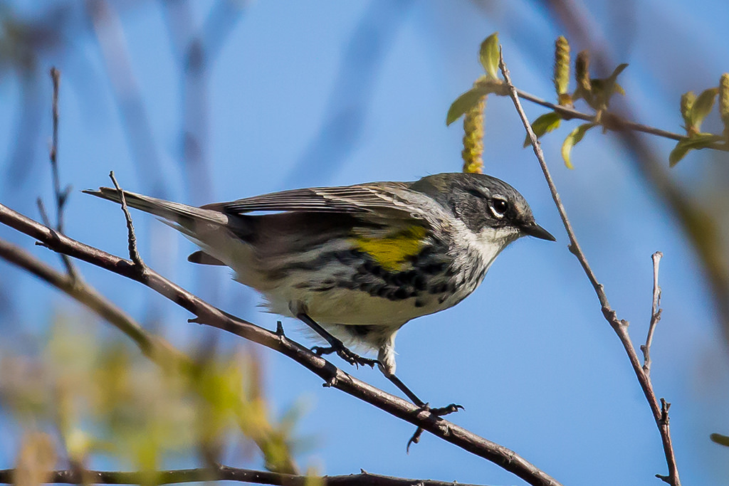 Observación de aves en el patio trasero con un zoom de superteleobjetivo