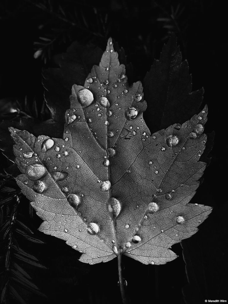 fotografía en blanco y negro