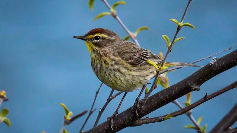 Observación de aves en el patio trasero con un zoom de superteleobjetivo