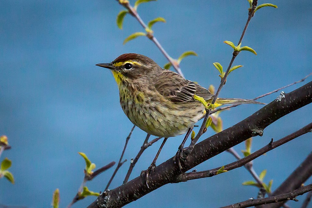 Observación de aves en el patio trasero con un zoom de superteleobjetivo