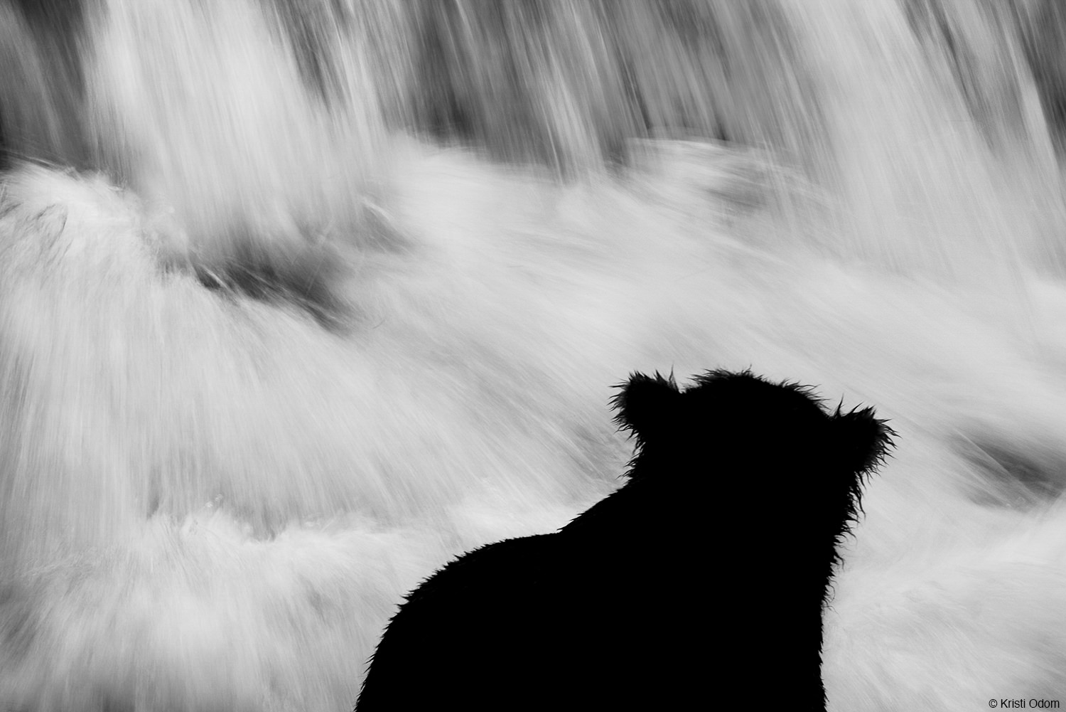 Foto de oso en cascada