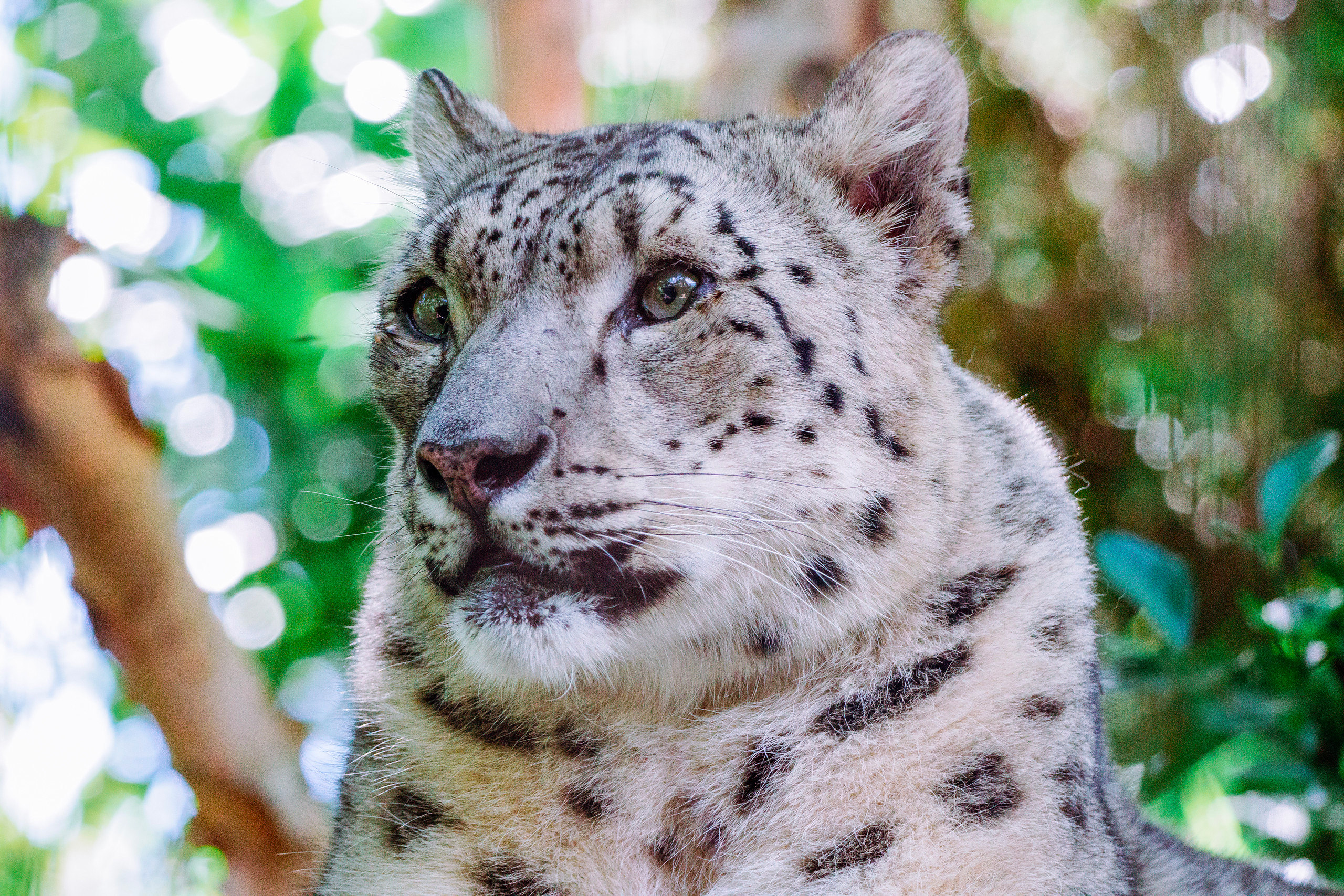 Imagen de muestra de Sony E 70-350 mm (Snow Leopard)