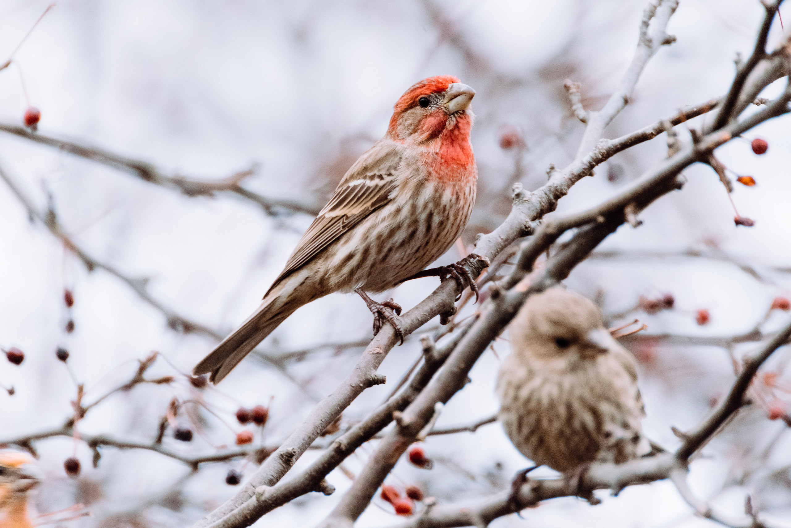 XF 100-400 mm / X-T4