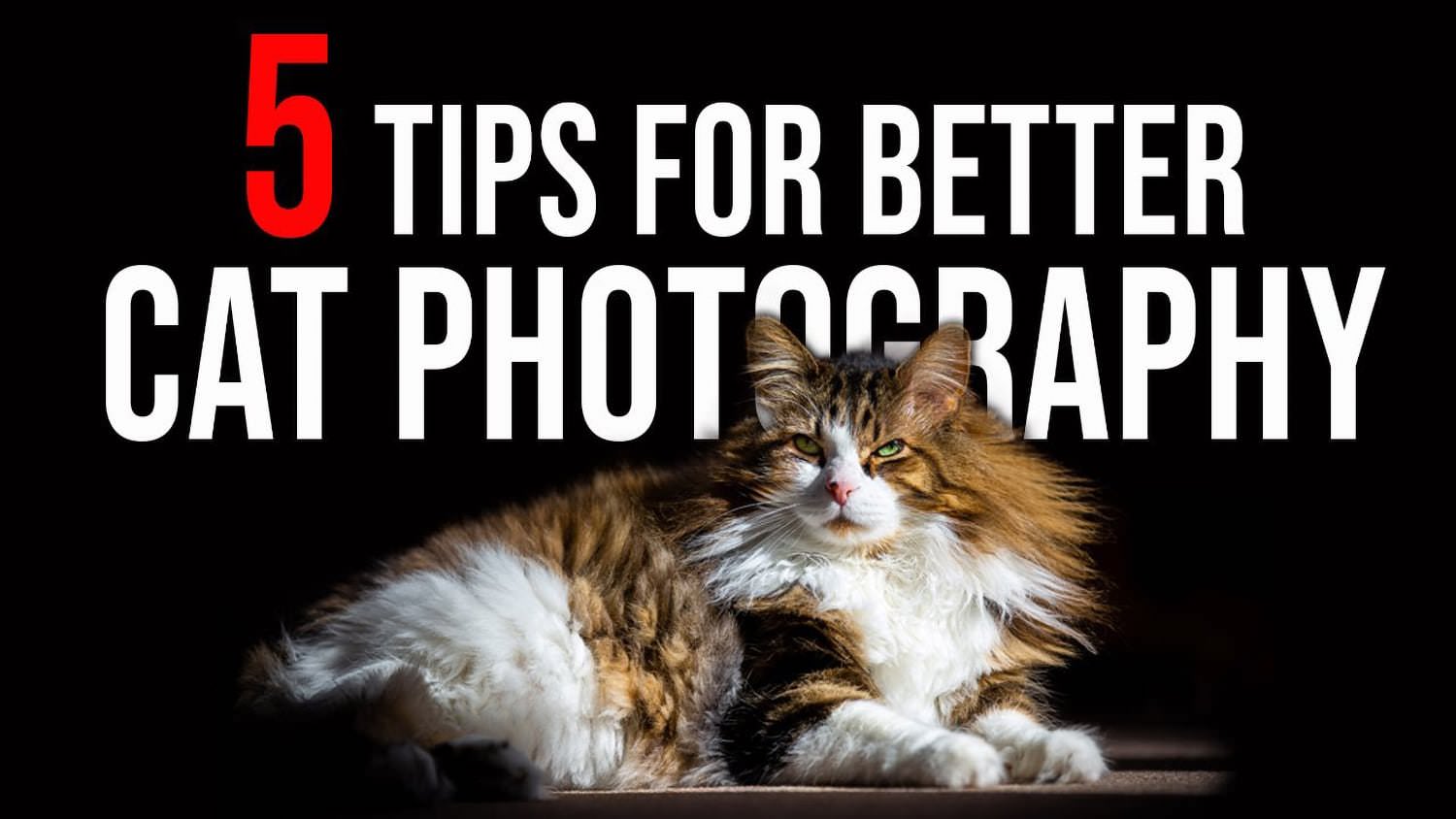 5 consejos para fotos de gatos perfectas